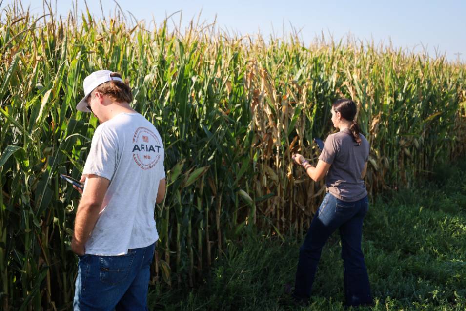 crop production students studying corn stalk